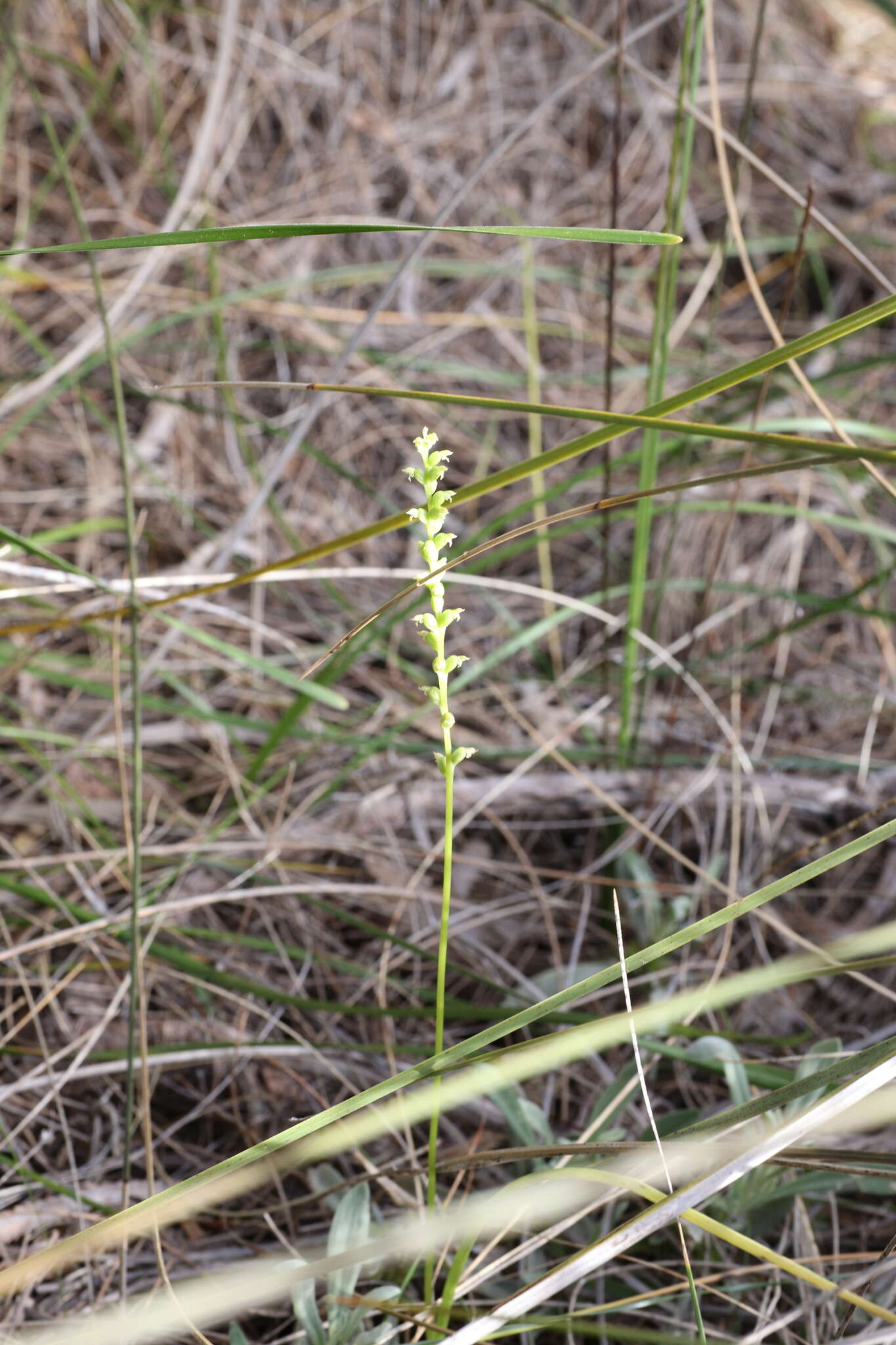 Image of Mignonette orchid