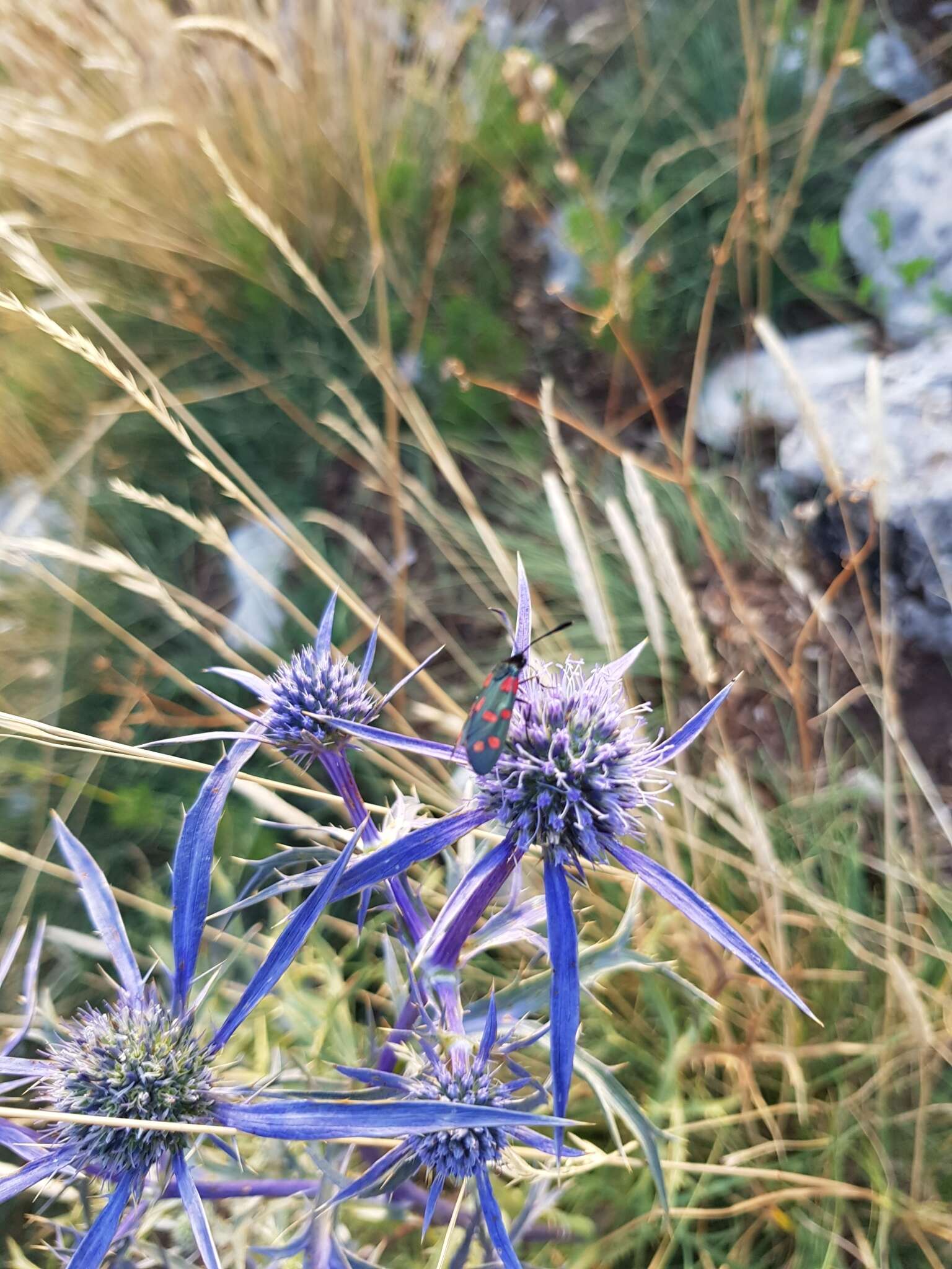 Eryngium amethystinum L. resmi