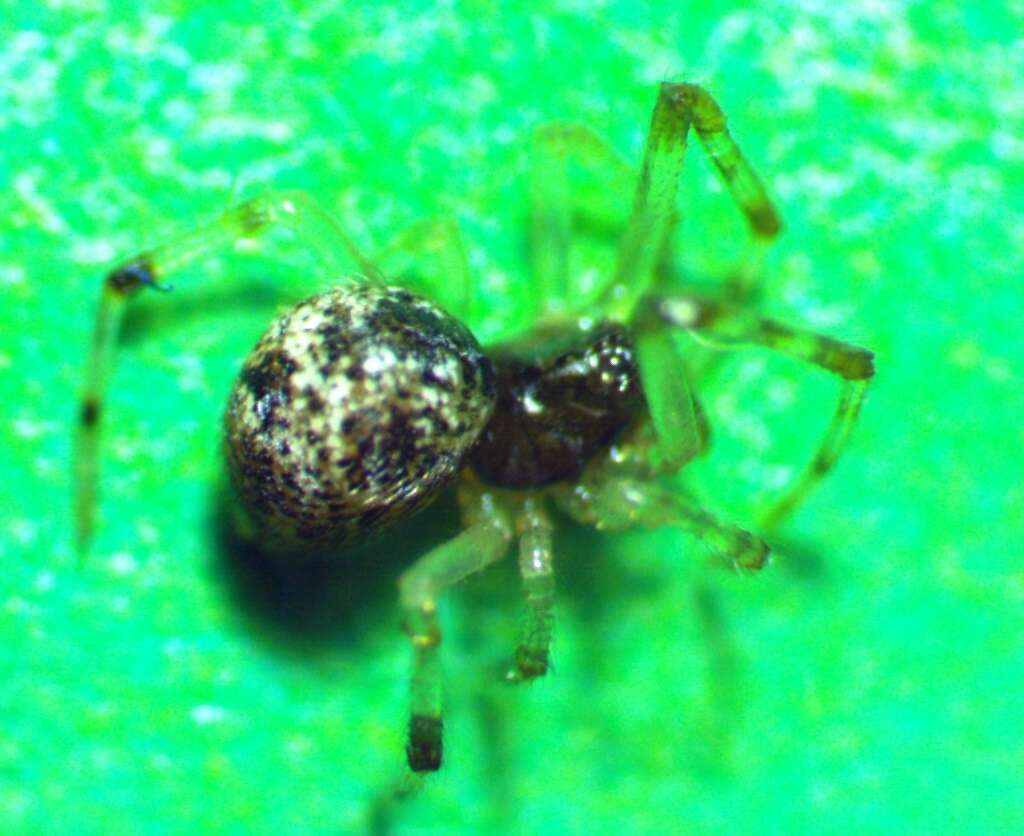 Image of Parasteatoda