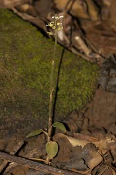 Image of Cheirostylis parvifolia Lindl.