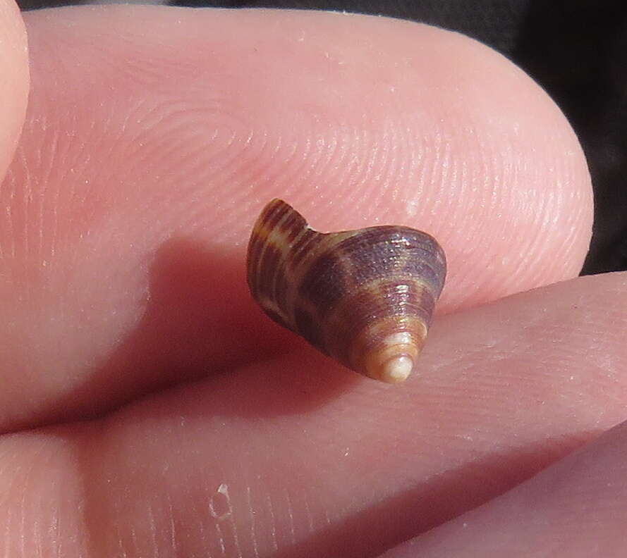 Image of Calliostoma jujubinum (Gmelin 1791)