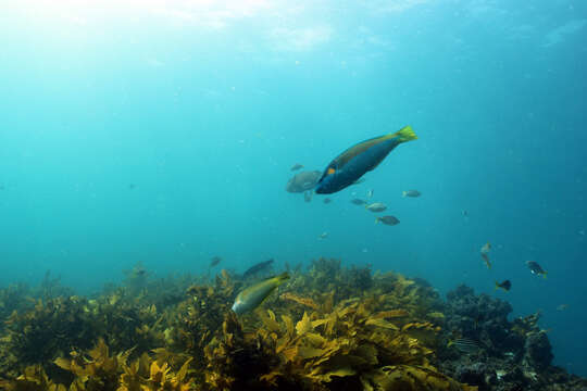 Image of Elegant Wrasse