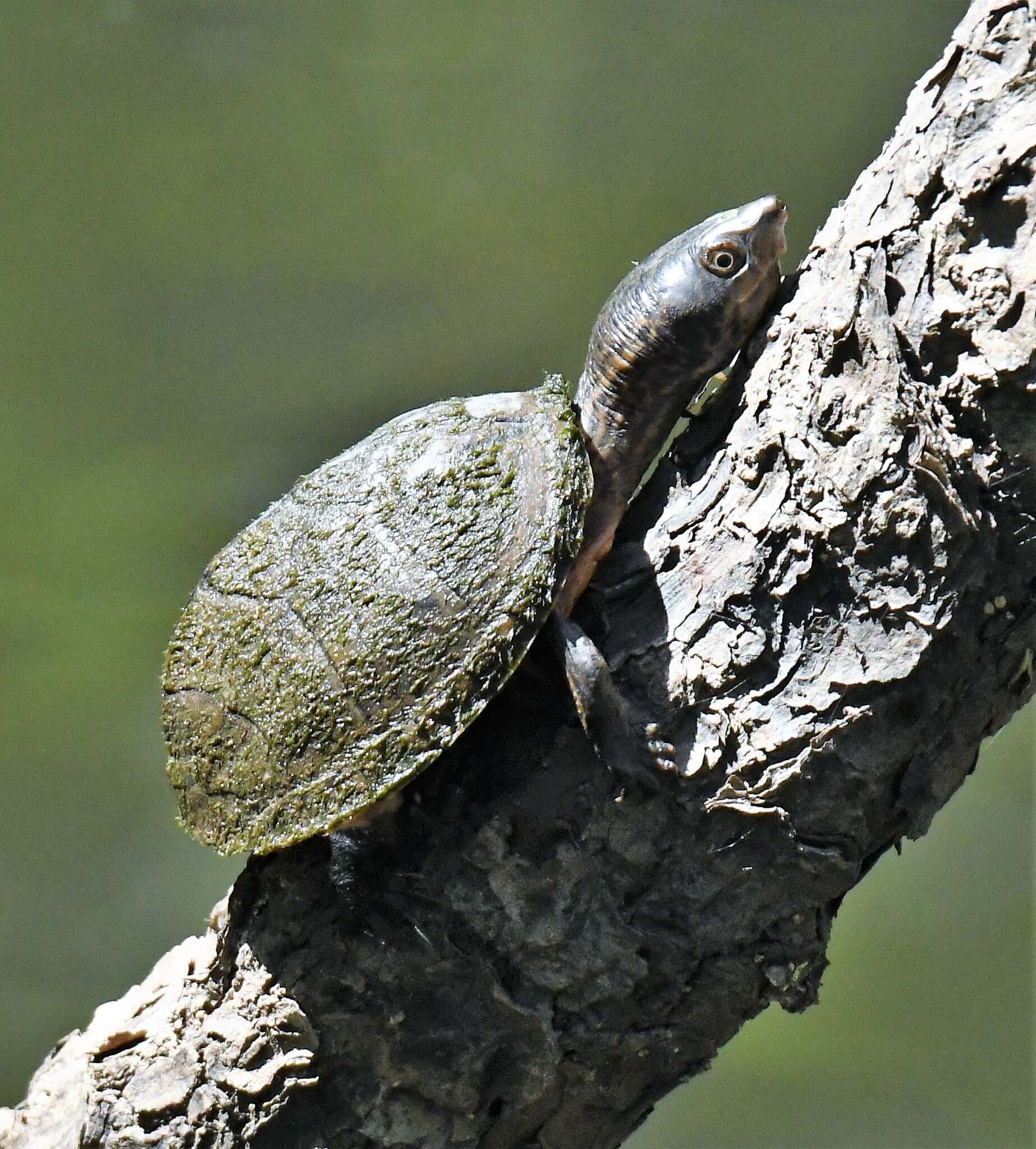 Image of Sternotherus intermedius (Scott, Glenn & Rissler 2017)