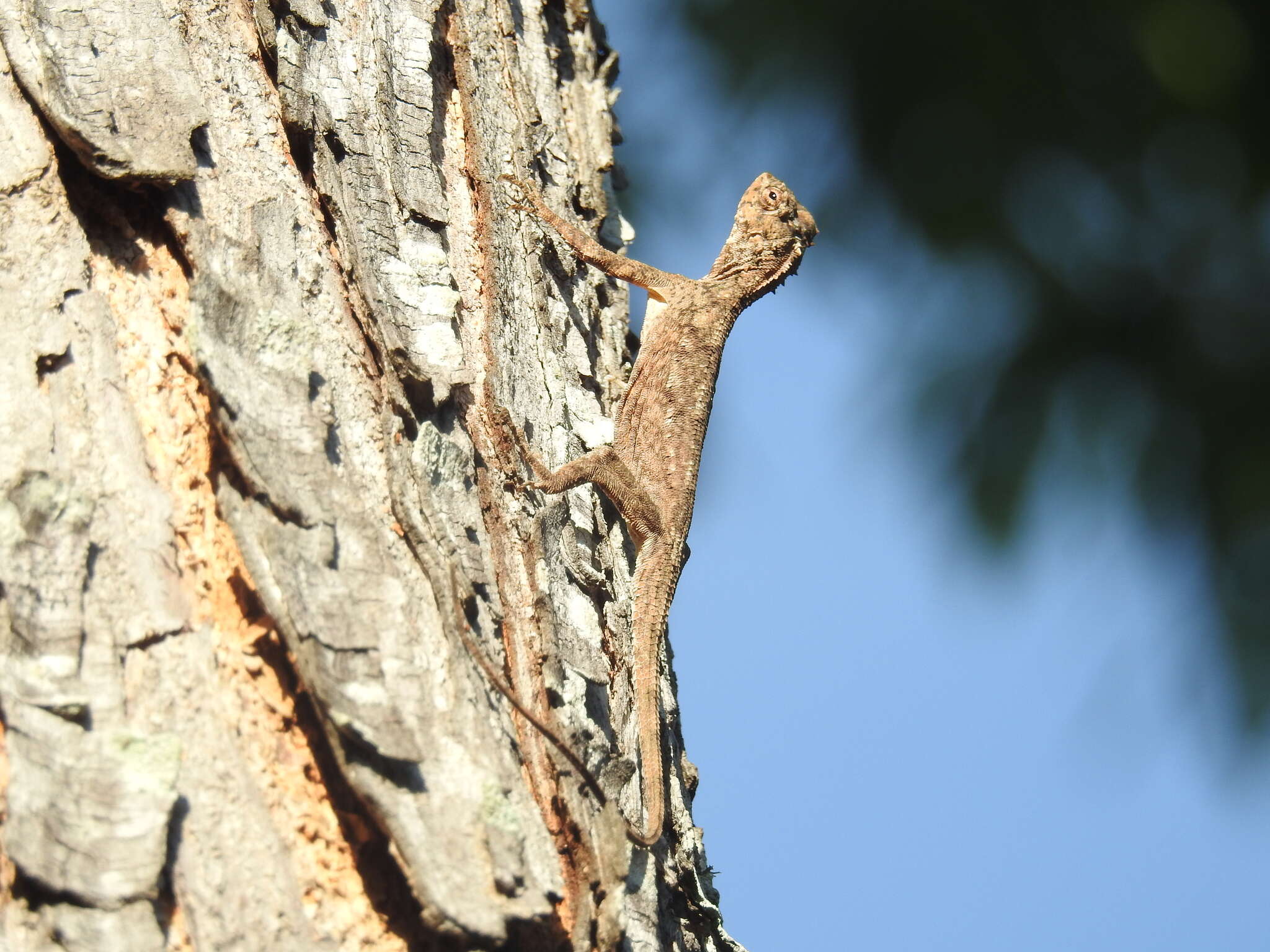 Draco timoriensis Kuhl 1820 resmi