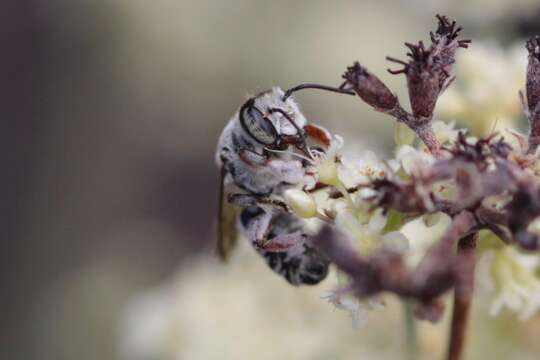 Imagem de Megachile spinotulata Mitchell 1934