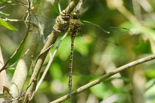 Image of Mangrove Darner