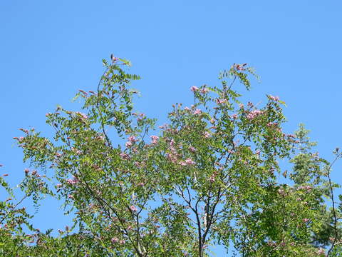 Robinia neomexicana A. Gray resmi