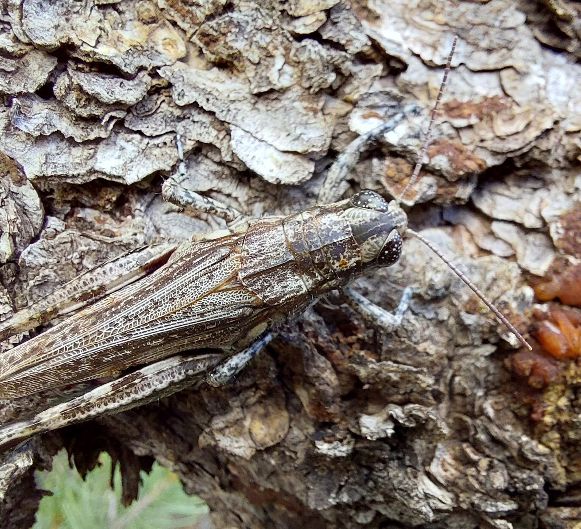 Слика од Melanoplus splendidus Hebard 1920