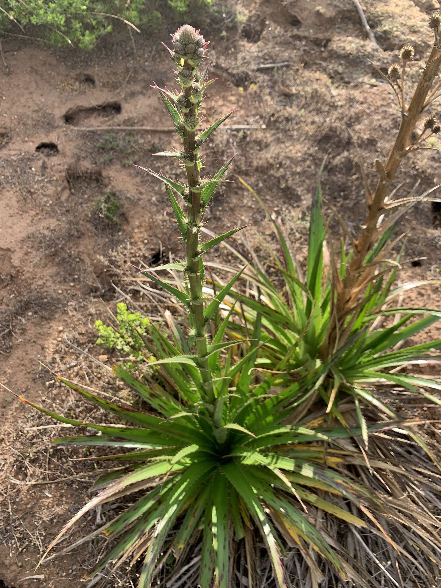 Imagem de Eryngium humboldtii Delar.