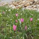 Image of Tulipa humilis var. kurdica (Wendelbo) Christenh.