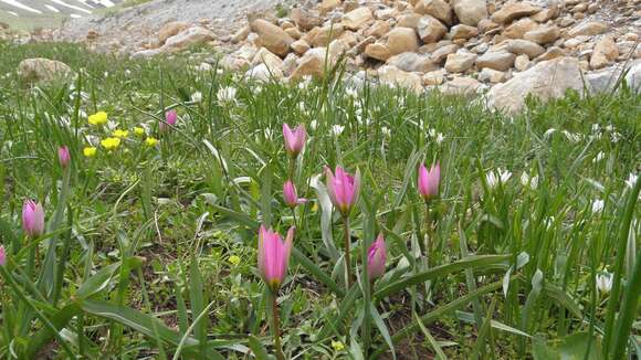 Image of Tulipa humilis var. kurdica (Wendelbo) Christenh.