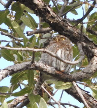 Image of Mountain Pygmy Owl