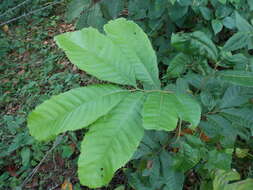 Cupania americana L.的圖片