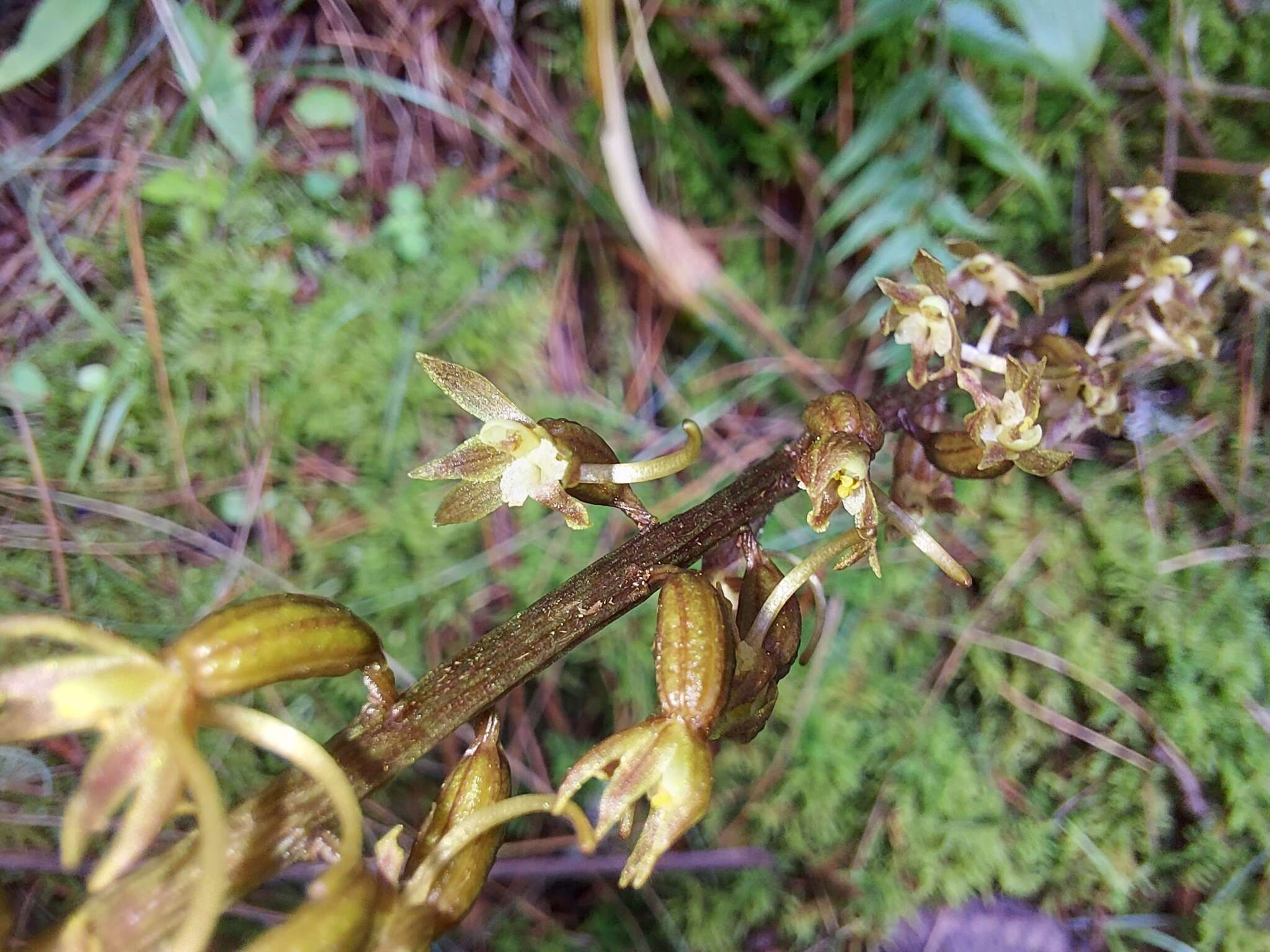 Image of Tipularia josephi Rchb. fil. ex Lindl.