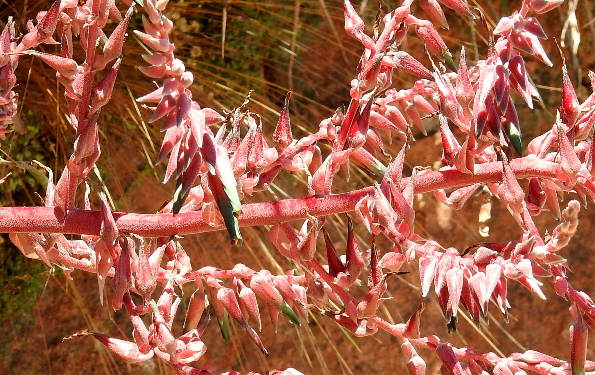 Imagem de Puya spathacea (Griseb.) Mez