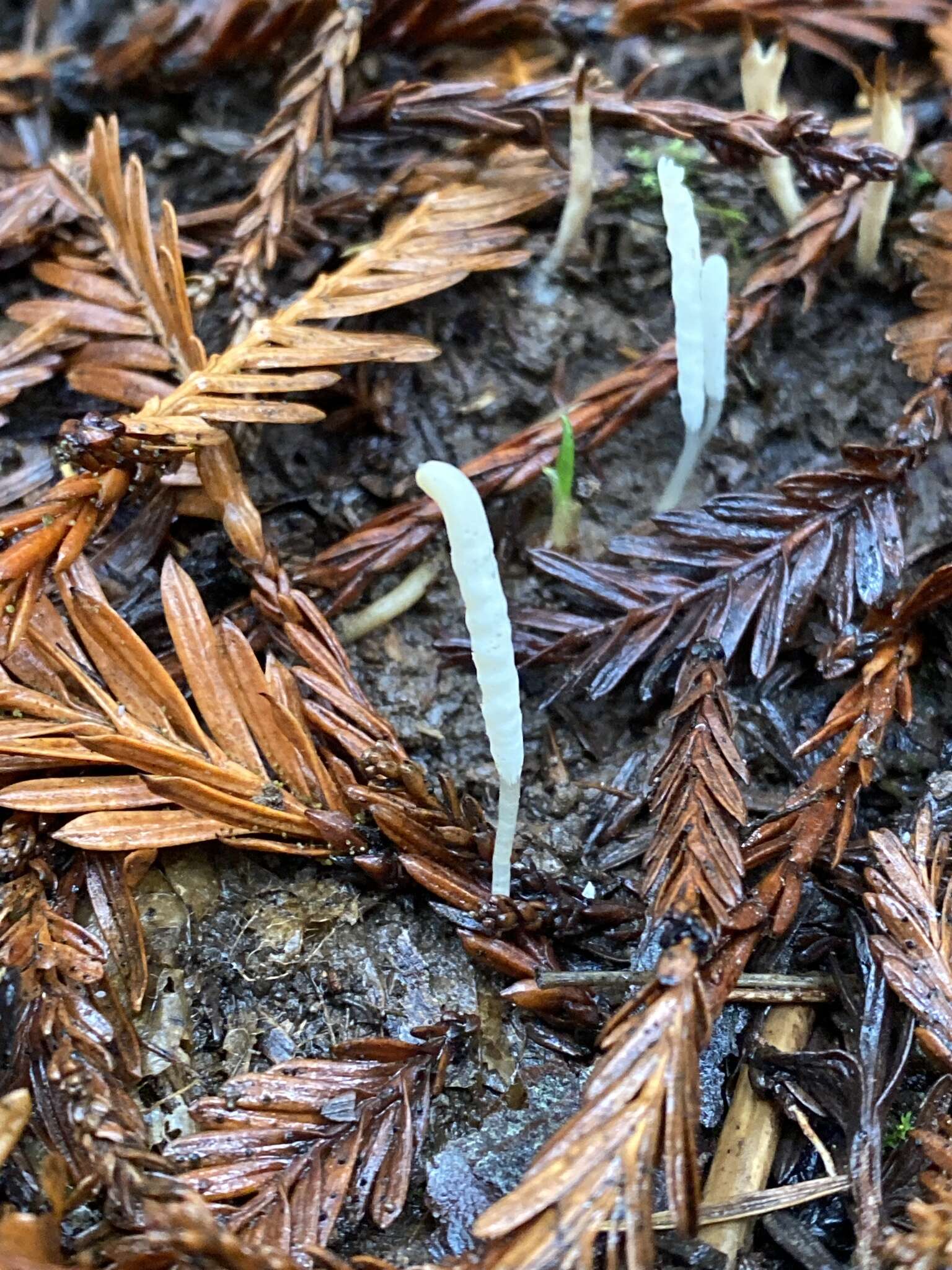 Clavaria falcata Pers. 1794 resmi