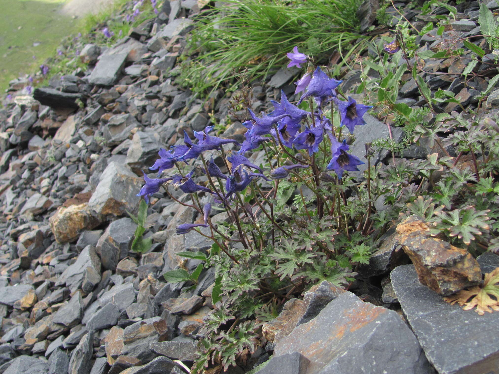 Delphinium caucasicum C. A. Mey.的圖片