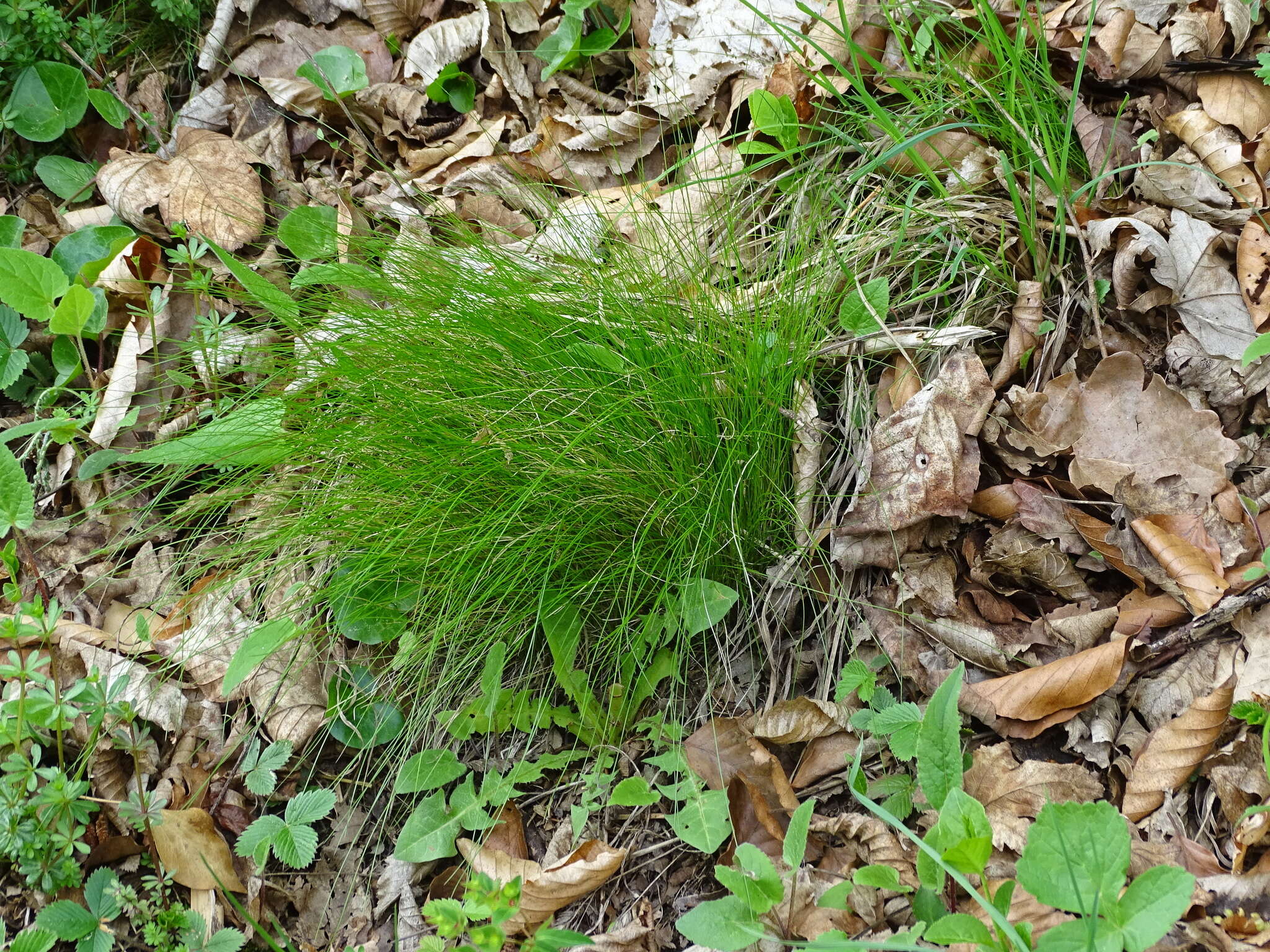 Image of variousleaf fescue