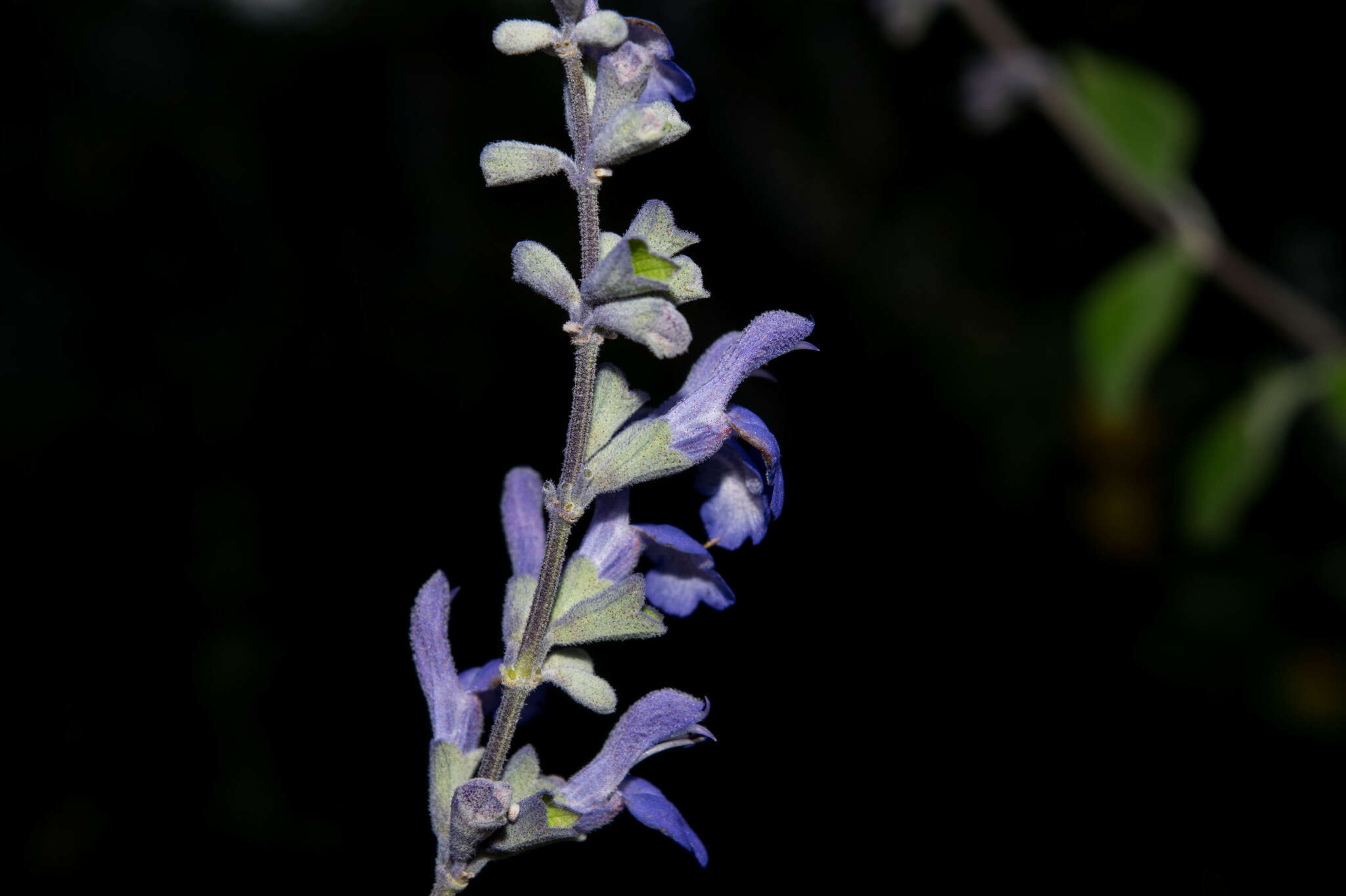 Salvia pruinosa Fernald resmi