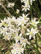 Image of Little River Canyon onion