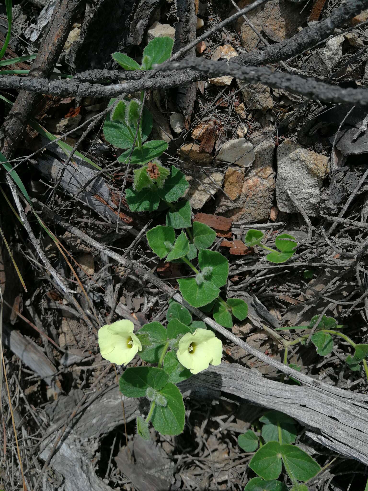 صورة Thunbergia capensis Rets.