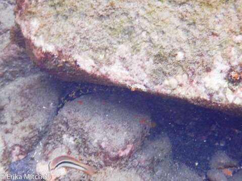 Image of Chain Moray Eel