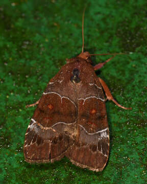 Image de Hampsonodes mastoides Hampson 1910