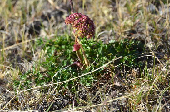 Image of Jakutsk snowparsley