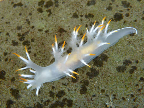 Image of Dendronotus albus MacFarland 1966