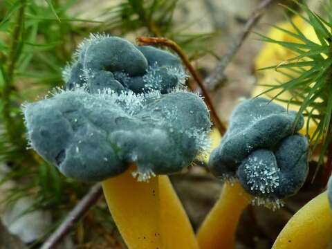 Dendrostilbella mycophila (Pers.) Seifert 1985 resmi