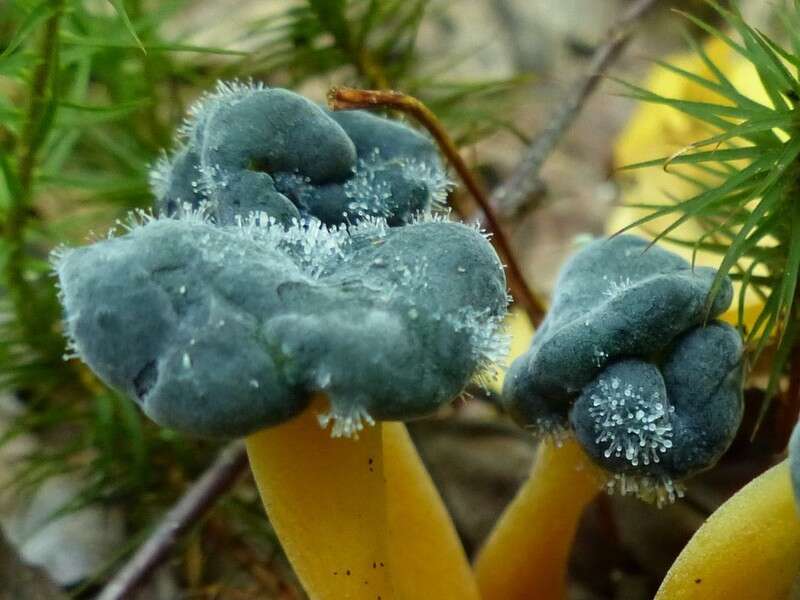 Imagem de Dendrostilbella mycophila (Pers.) Seifert 1985