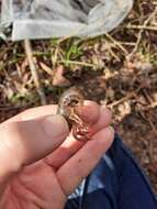 Image of Blair's fencing crayfish