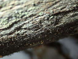 Image of Spike lichen;   Rusted stubble