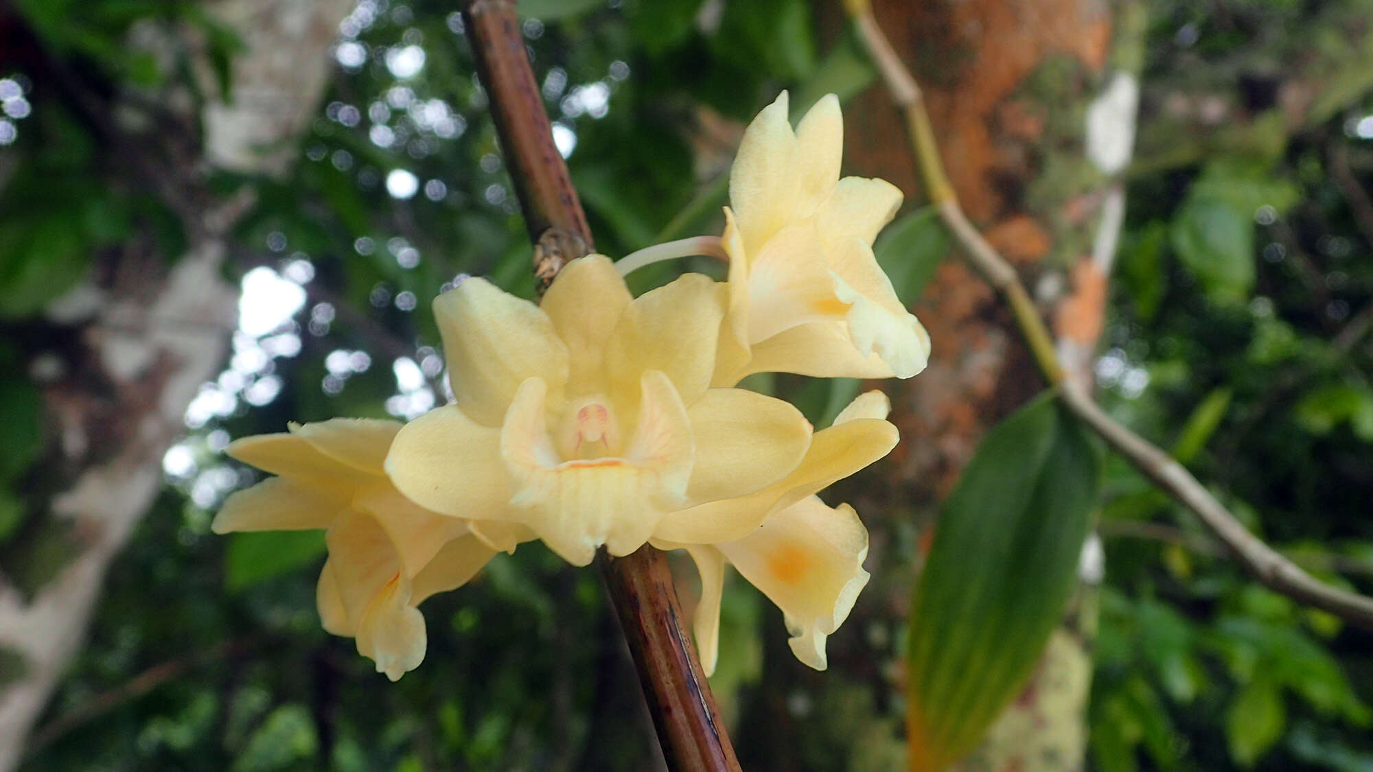 Image of Dendrobium sanguinolentum Lindl.