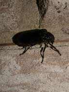 Image of Cedar Beetle