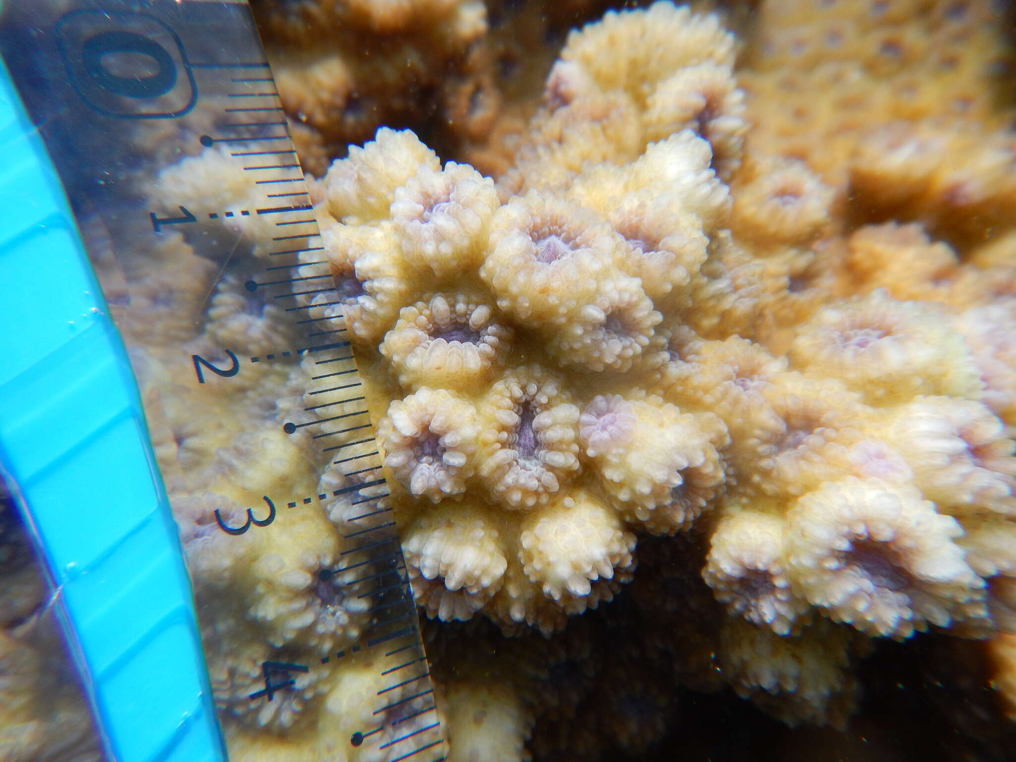 Image of hedgehog coral