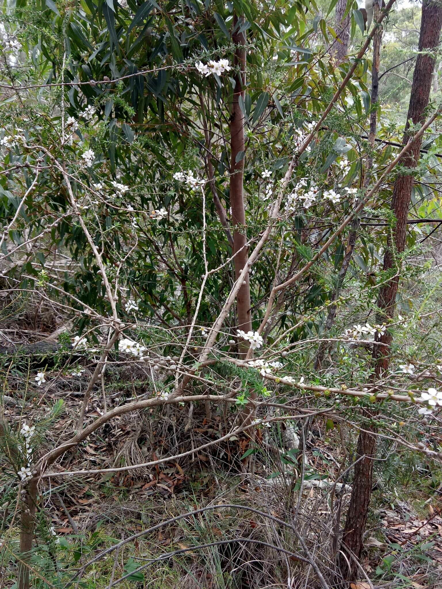 Слика од Leptospermum squarrosum Gaertn.