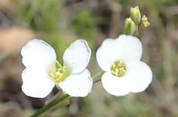 Image of Heliophila glauca Burch. ex DC.