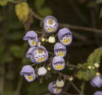 Image of Jovellana punctata Ruiz & Pav.