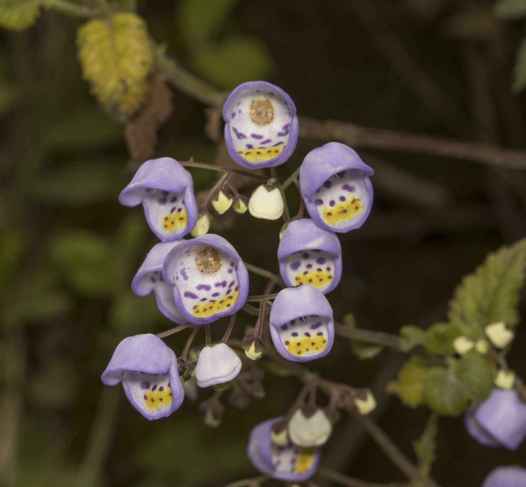 Image of Jovellana punctata Ruiz & Pav.