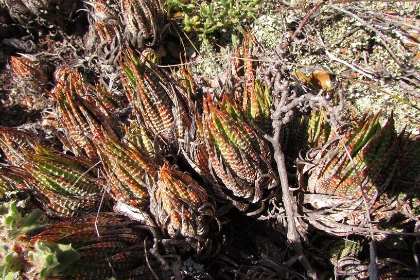 Image of Haworthiopsis fasciata (Willd.) G. D. Rowley