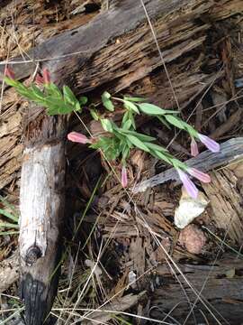 Image of purpleflower pinkroot