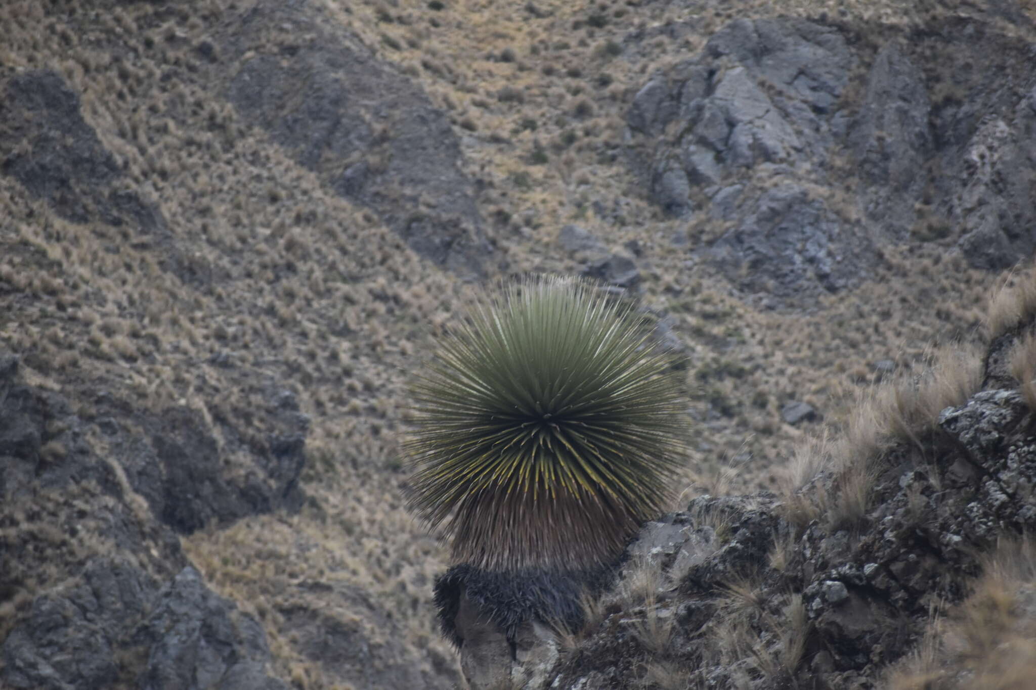 Image de Puya raimondii Harms