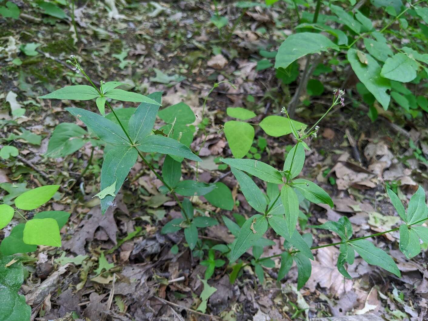 Imagem de Galium lanceolatum (Torr. & A. Gray) Torr.