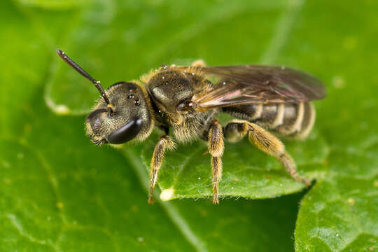 Image of Halictus tumulorum (Linnaeus 1758)