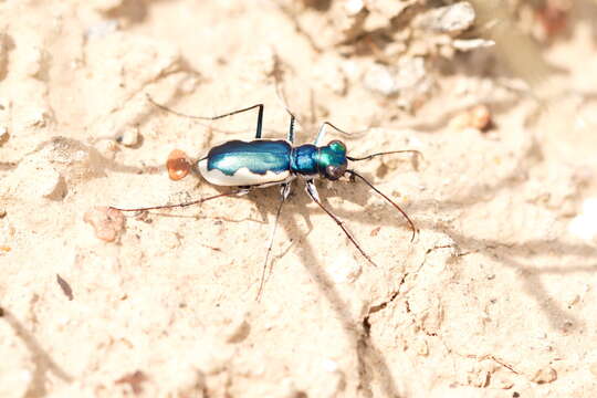 Imagem de Cephalota (Taenidia) galathea (Thieme 1881)