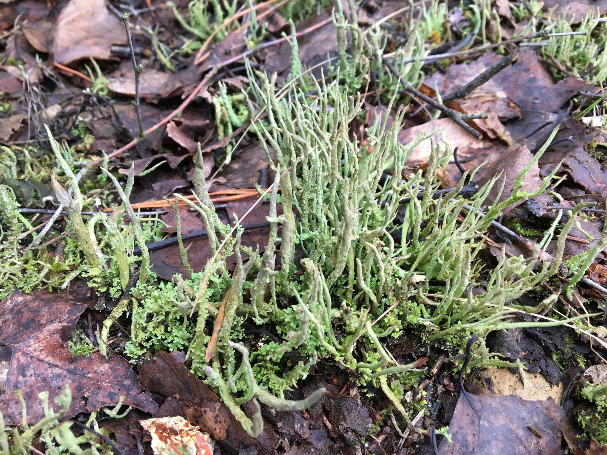 Image of cup lichen