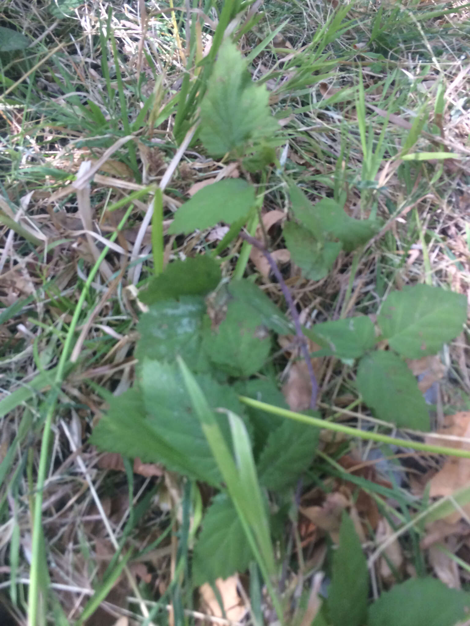 Слика од Rubus ursinus Cham. & Schltdl.