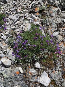 Image of stalkpod locoweed