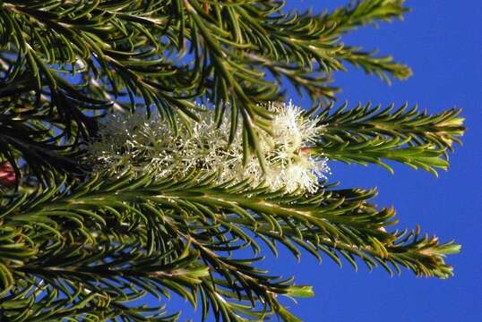 Image of Melaleuca armillaris subsp. armillaris